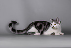 Cat in front of grey background