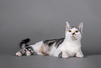 Cat in front of grey background