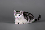 Cat in front of grey background