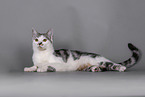 Cat in front of grey background