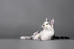 Cat in front of grey background