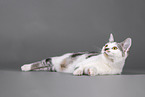 Cat in front of grey background