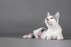 Cat in front of grey background