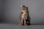Cat in front of grey background