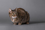 Cat in front of grey background