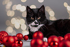 Cat between christmas baubles