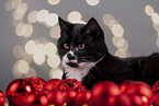 Cat between christmas baubles