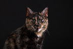 Cat in front of black background