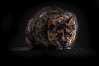 Cat in front of black background