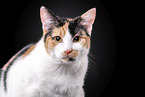 Cat in front of black background