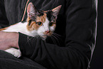 Cat in front of black background