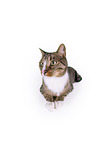 Cat in front of white background