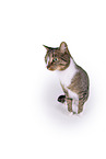 Cat in front of white background
