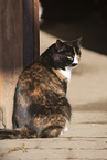 tortoiseshell cat