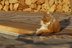 Cat in Spain