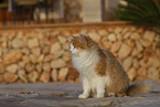 Cat in Spain