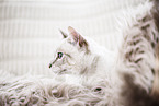 point cat