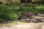 Cat carries away kitten