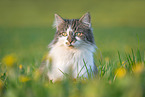 cat in summer