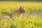 cat in summer