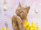 cat in spring