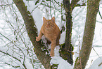 cat in winter