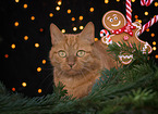 cat in christmas decoration