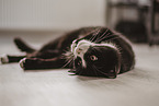 black-white cat