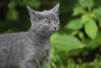 kitten