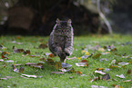 cat outdoor