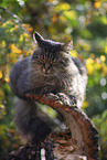cat outdoor