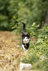 cat in the countryside