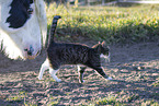 cat and horse