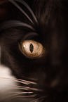 tomcat eye