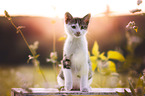 kitten