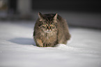 Cat in snow