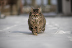 Cat in snow