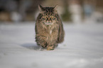 Cat in snow