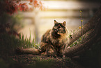 crossbreed cat