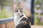 Domestic cat in front of cat fence