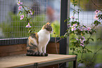 Domestic cat in front of cat fence