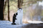 cat