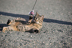 doemstic cat