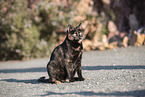 doemstic cat