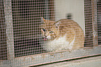doemstic cat