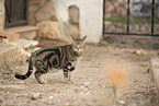 doemstic cat