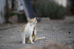 doemstic cat