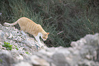 doemstic cat