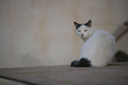 doemstic cat