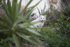 doemstic cat